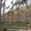 Październik 2017 Las na odcinku Grzeczna Panna – Paterek