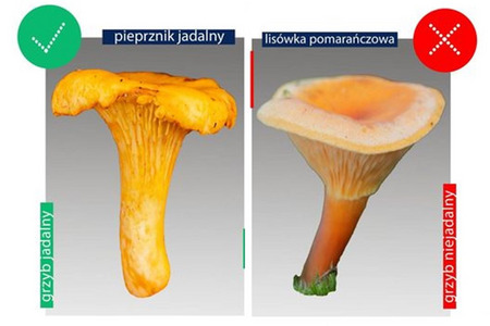 fot. Wojewódzka Stacja Sanitarno-Epidemiologiczna w Bydgoszczy