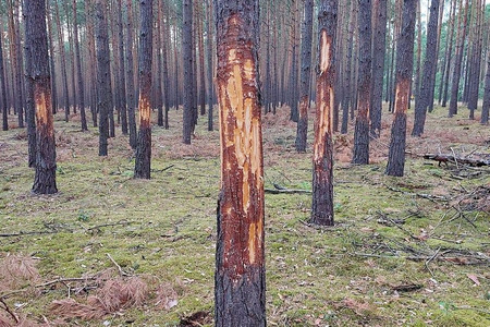 fot. Nadleśnictwo Szubin, Lasy Państwowe