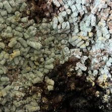 Ponad 280 ton spleśniałej śruty. Wagony cofnięte do Ukrainy